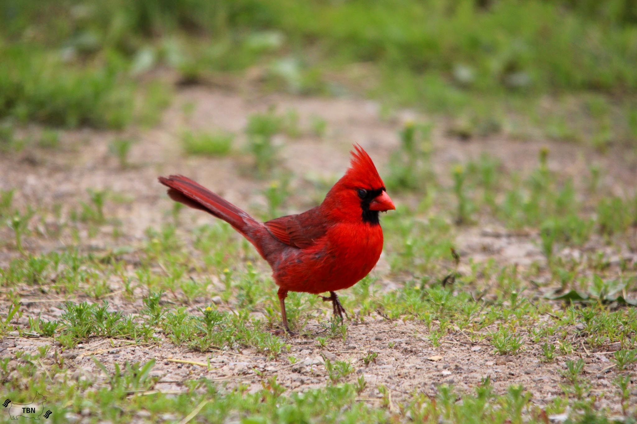 Northern Cardinal